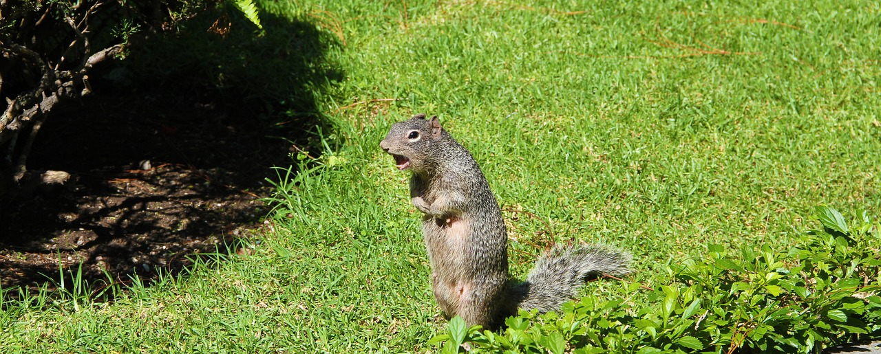 squirrel animals animal free photo