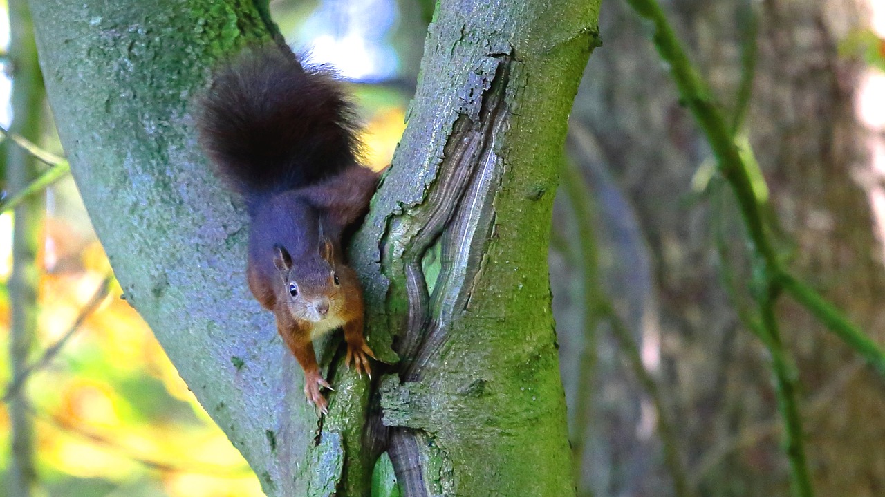 squirrel animal trees free photo