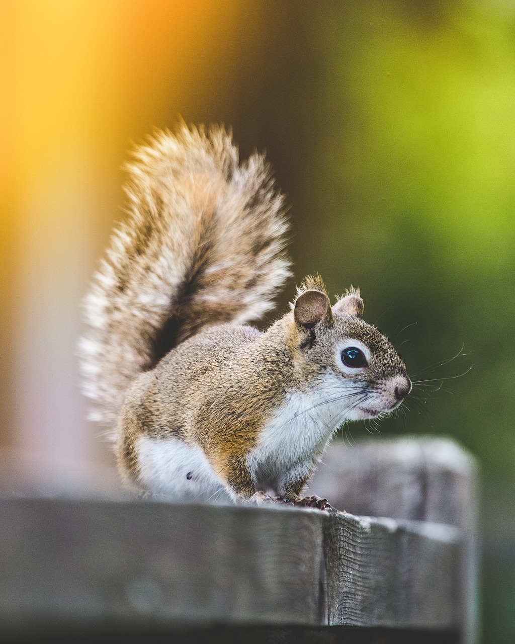 squirrel animal wood free photo