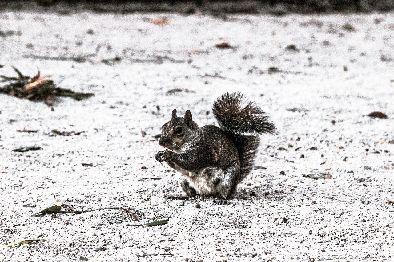 squirrel animal eating free photo