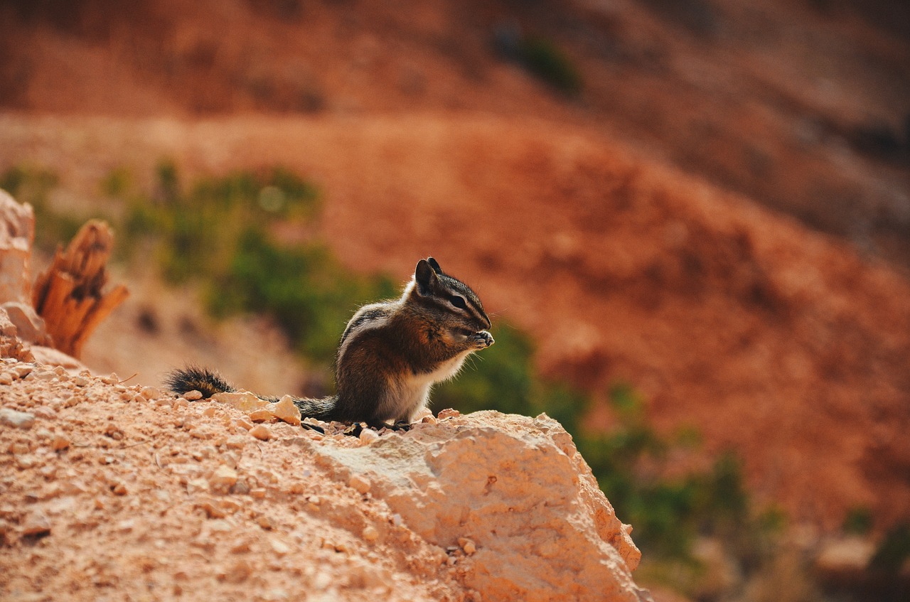 squirrel animal rock free photo