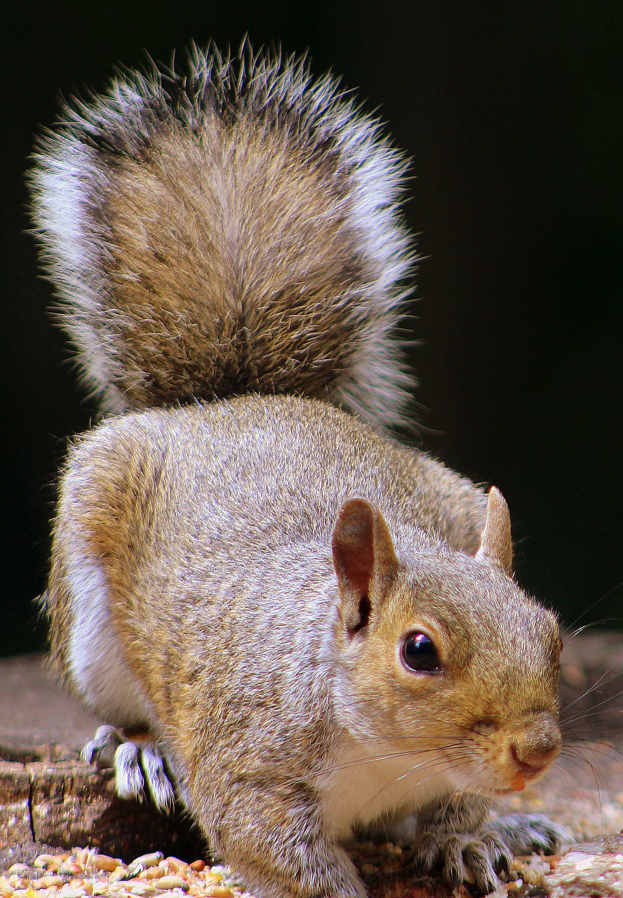 squirrel animal rodant free photo