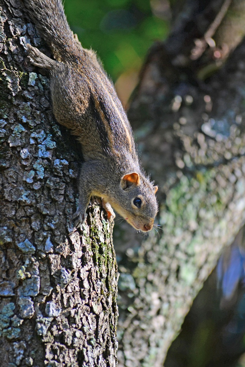 squirrel cute animal free photo