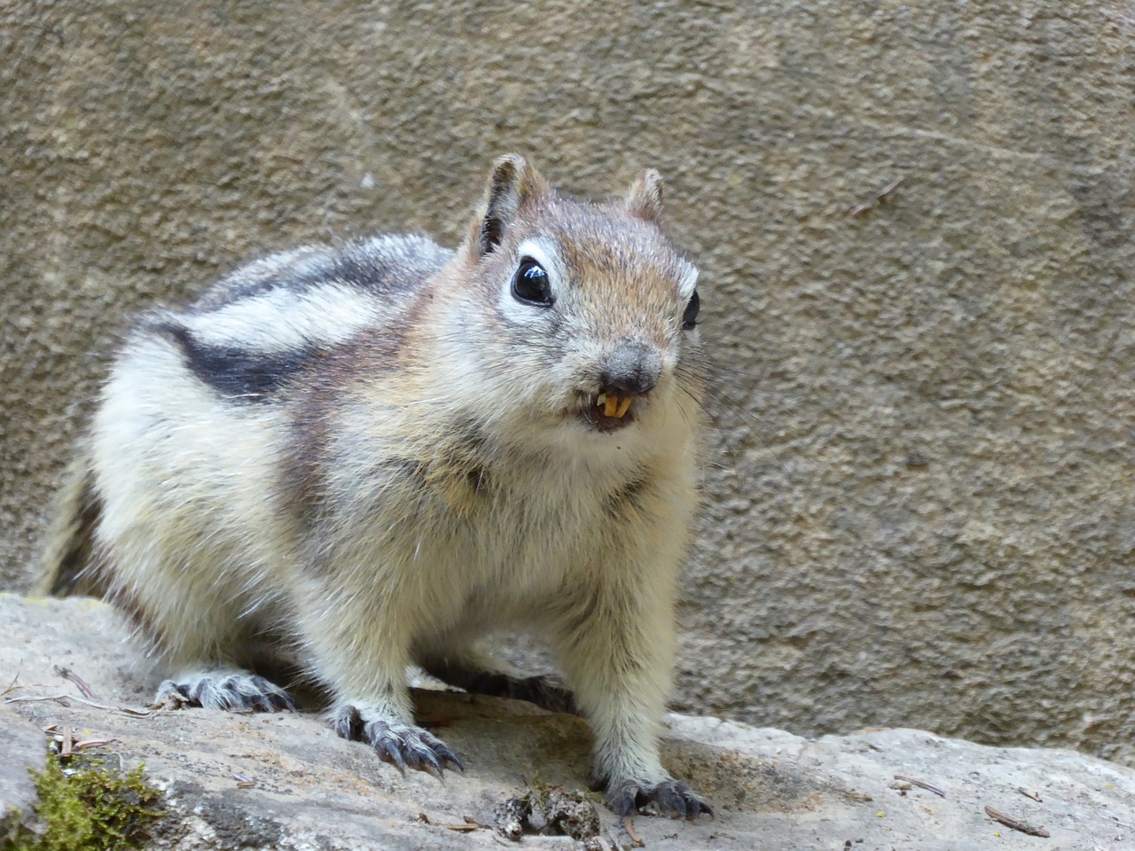 squirrel animal cute free photo