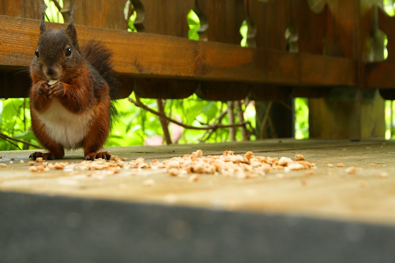 squirrel nature rodent free photo