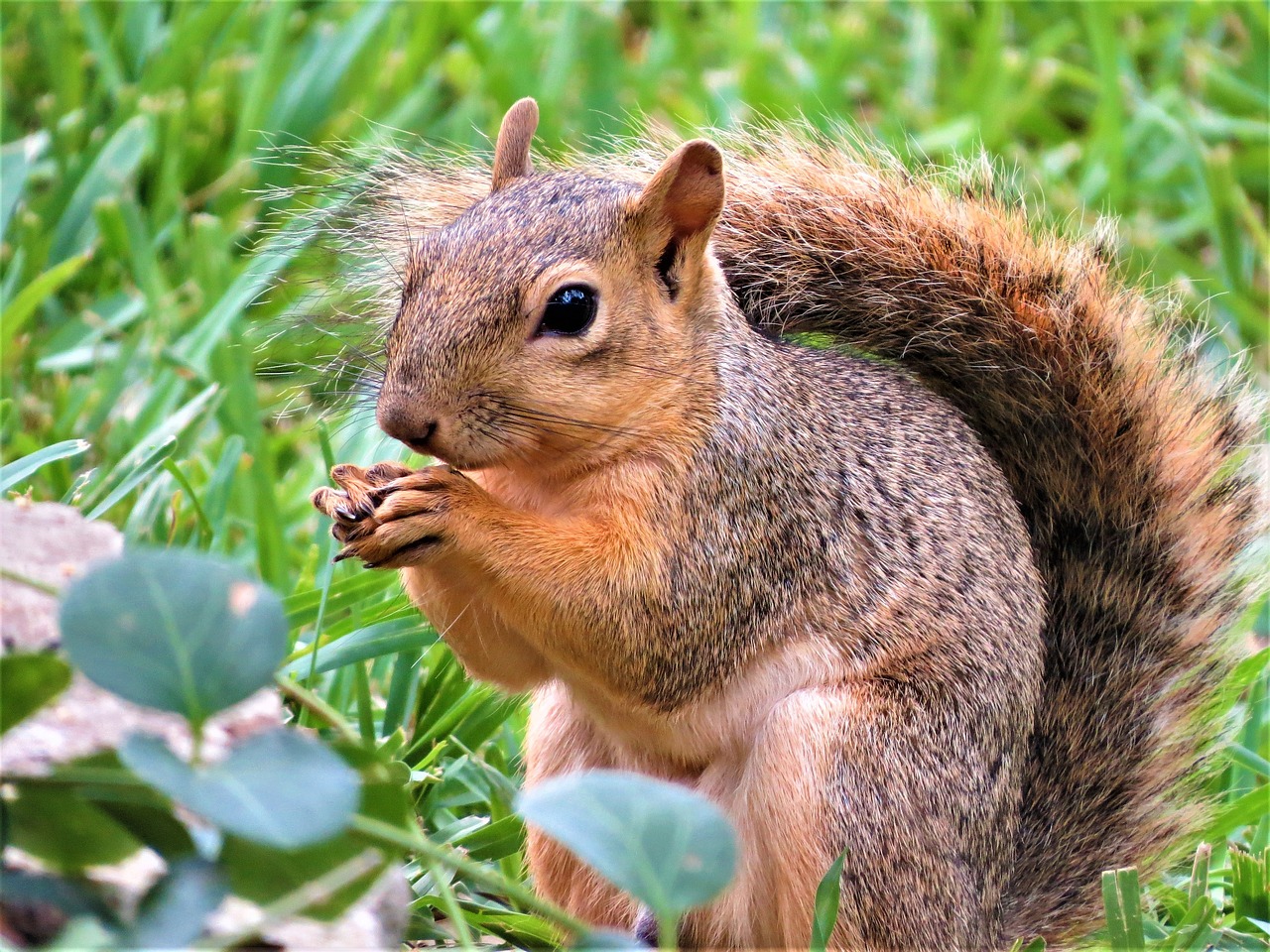 squirrel close up brown free photo