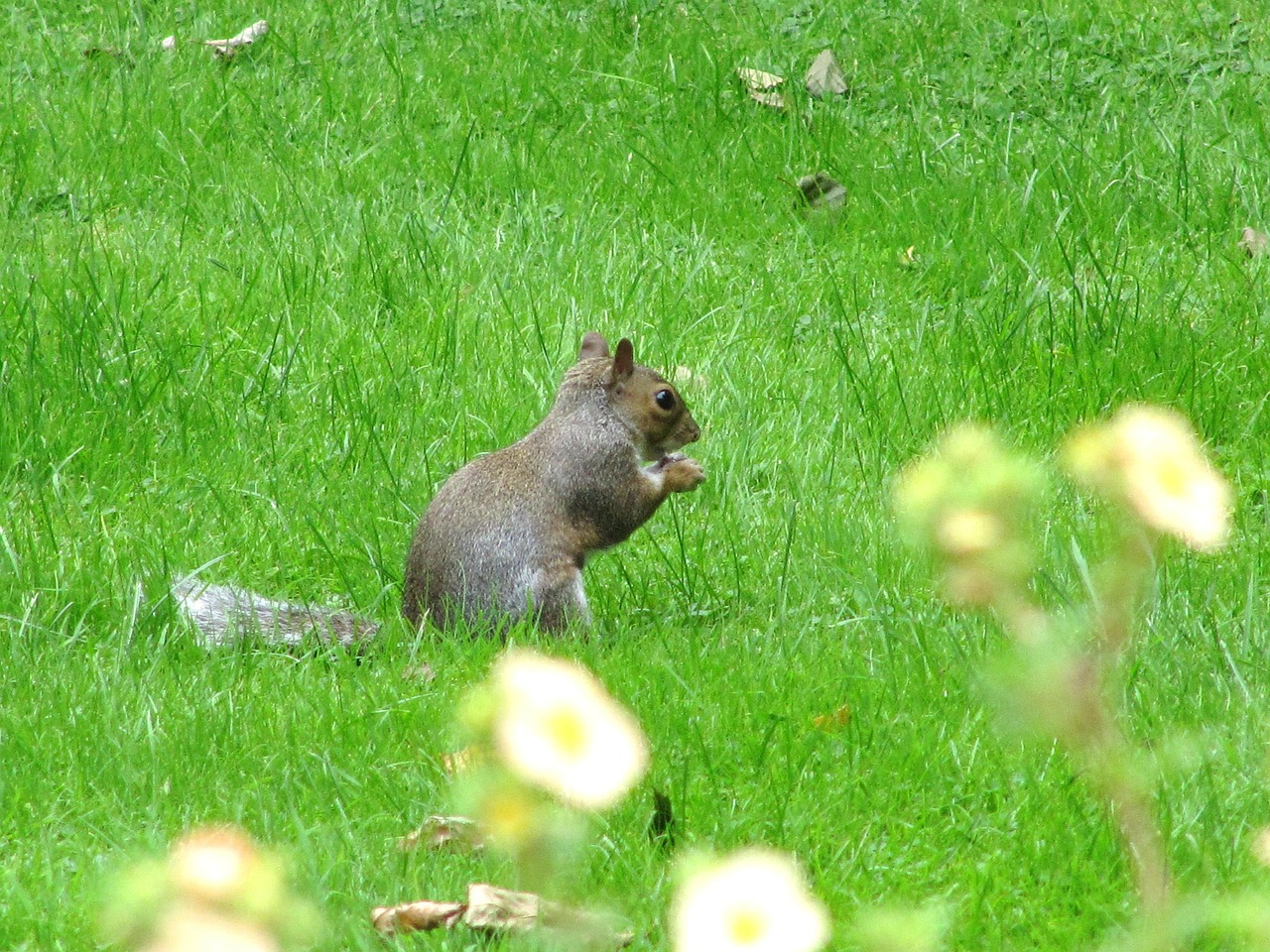 squirrel rodent animal free photo
