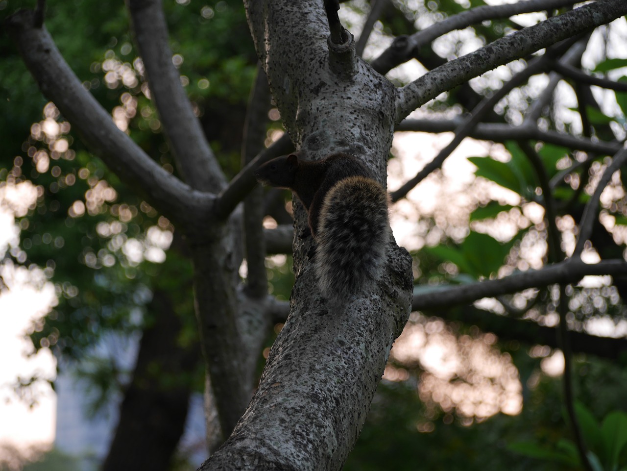 squirrel tree park free photo