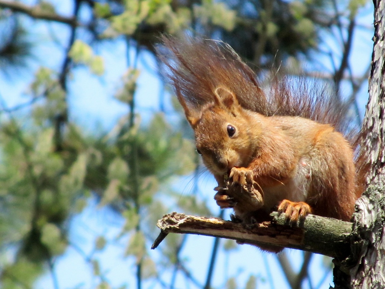 squirrel animal park free photo