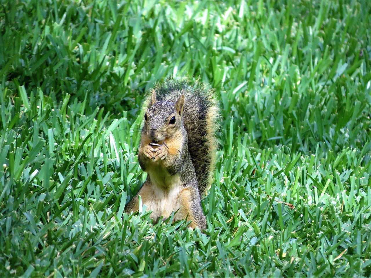 squirrel wildlife brown free photo