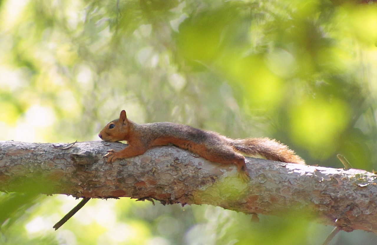 squirrel tree sleep free photo