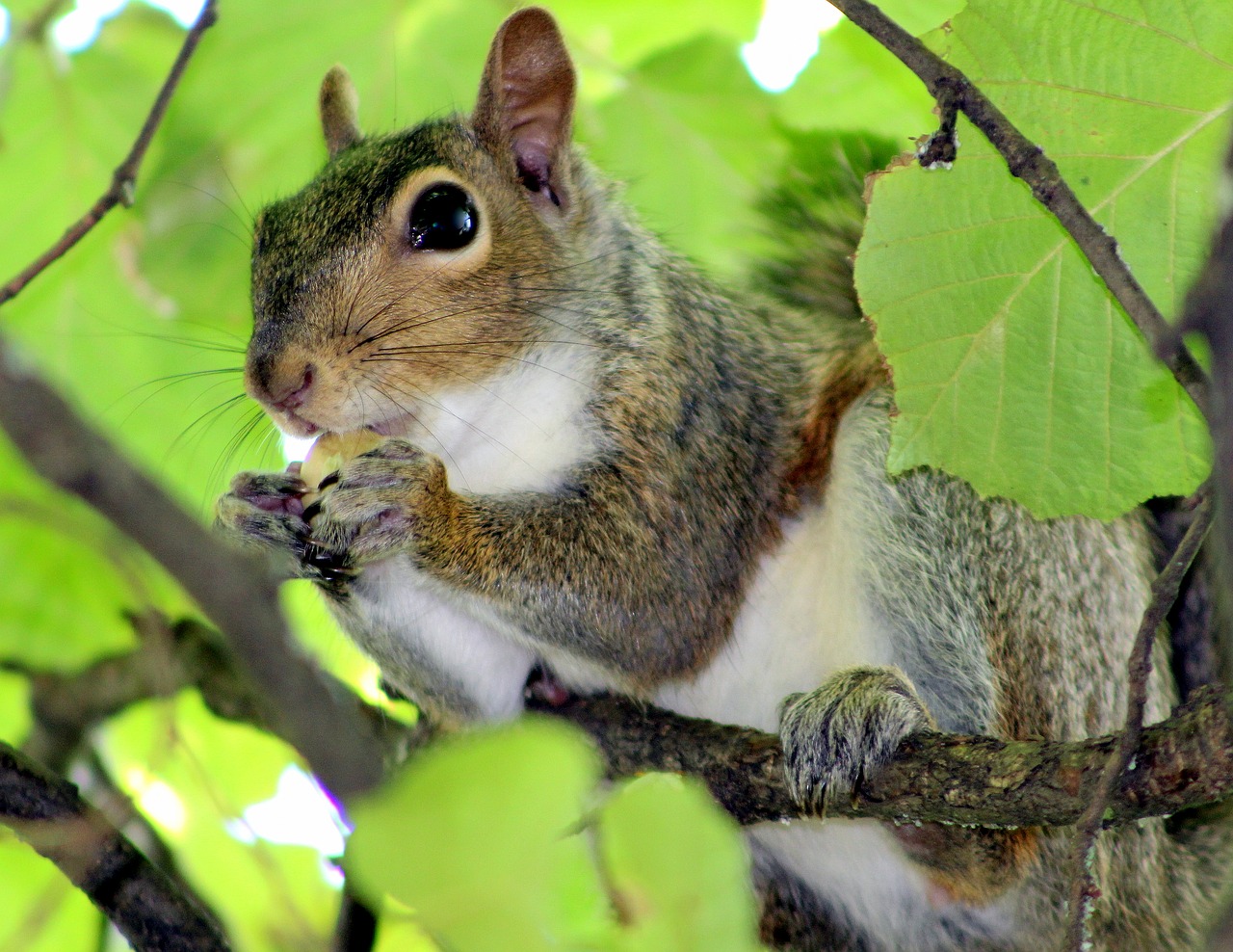 squirrel animal nature free photo