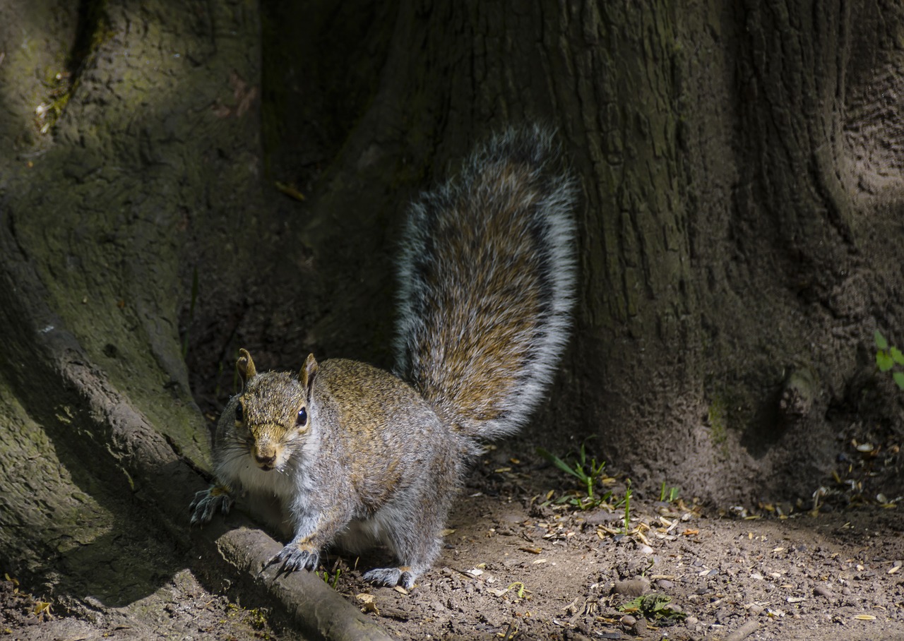 squirrel animal rodent free photo