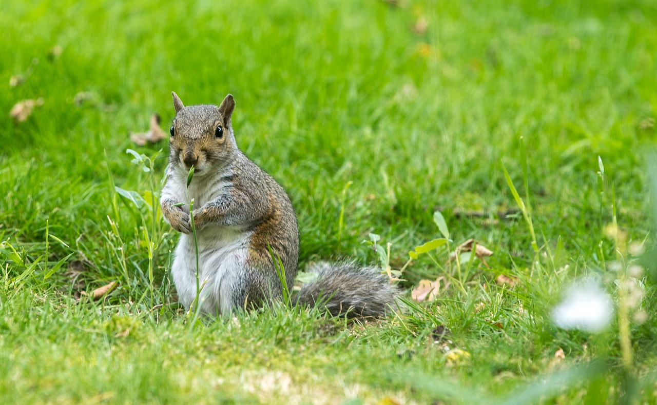 squirrel pest rodent free photo