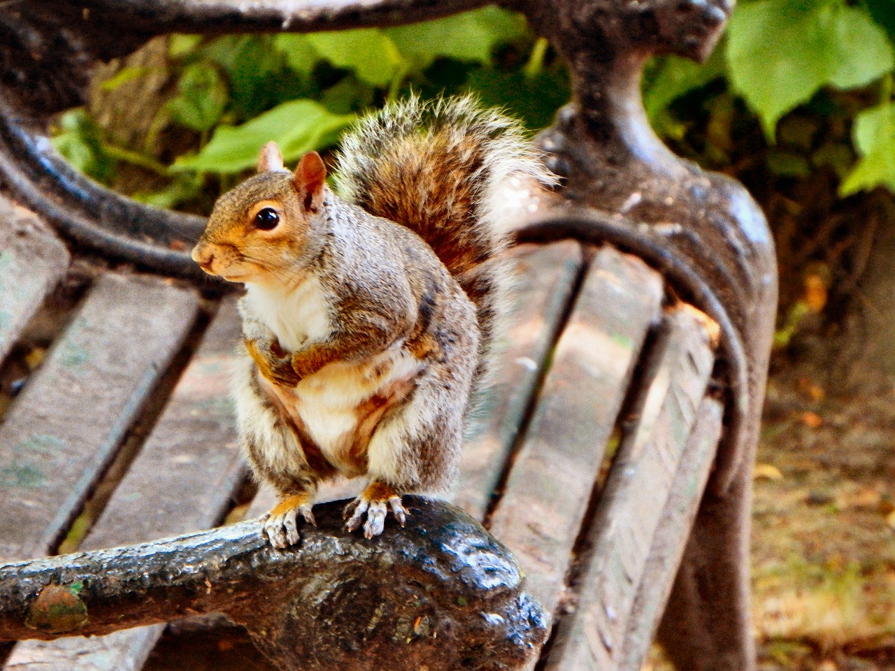 squirrel bench seat free photo