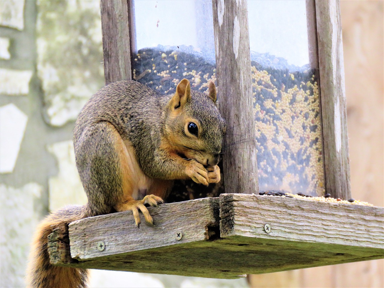 squirrel wildlife brown free photo