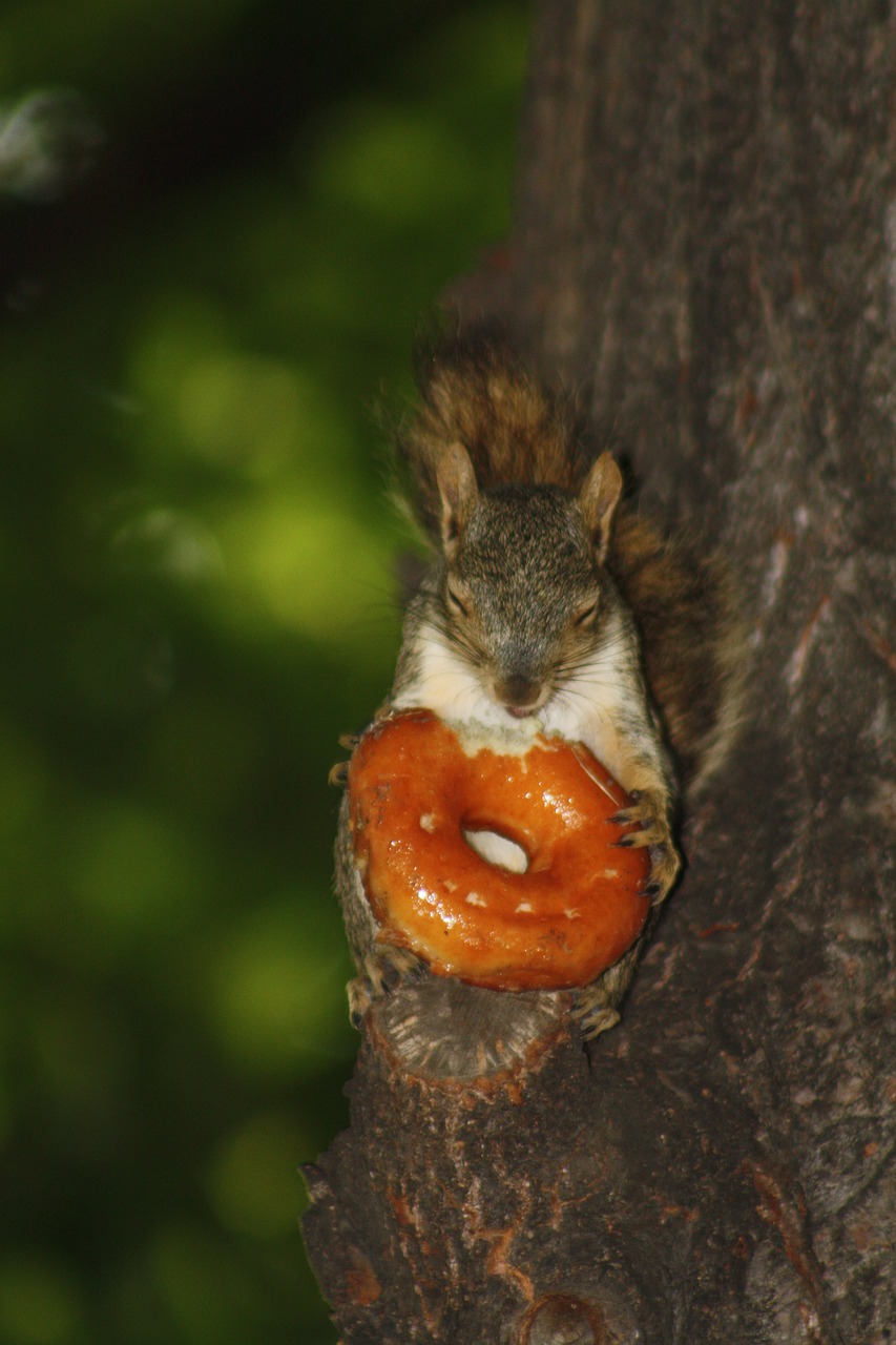 squirrel donut animal free photo