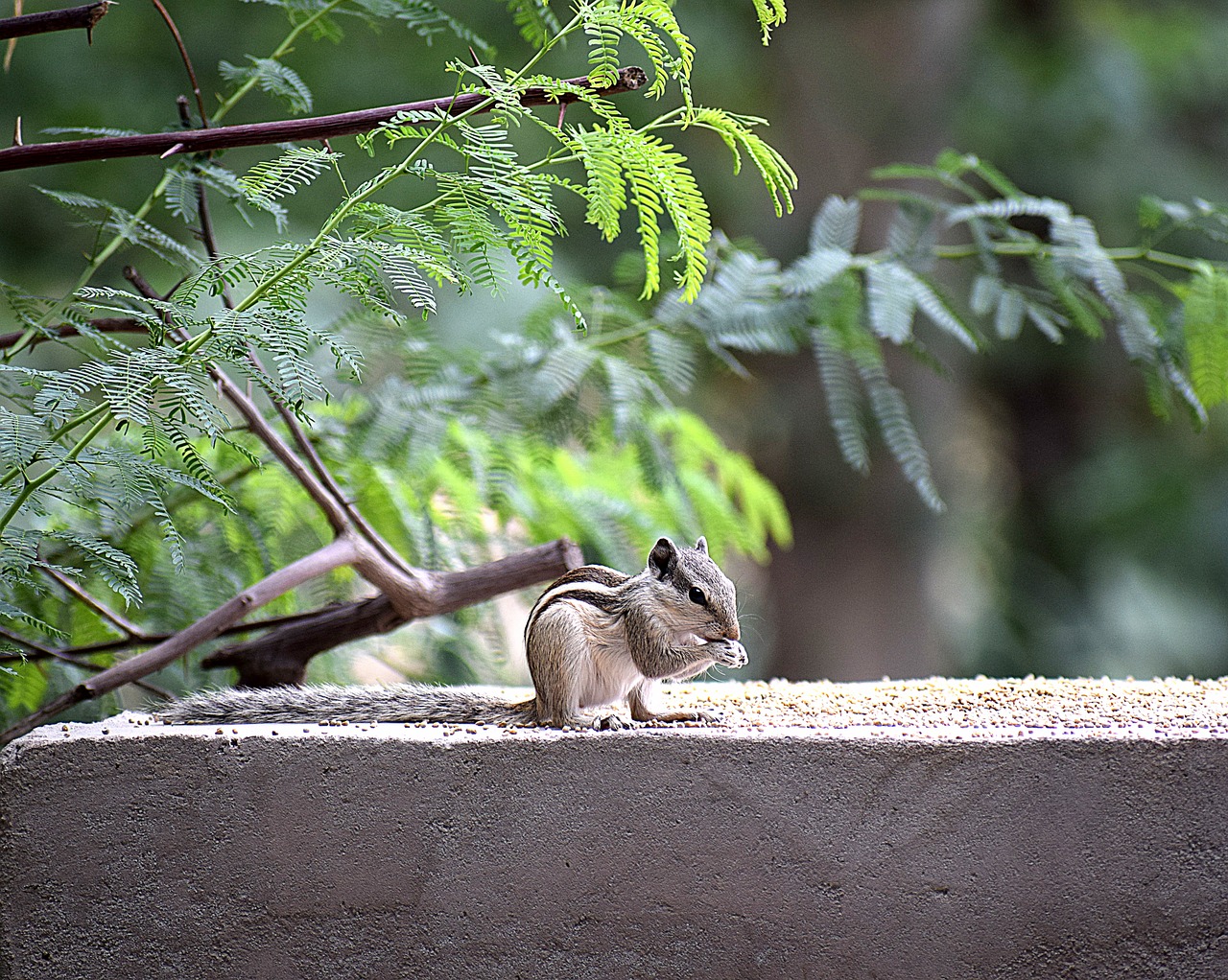 squirrel animal nature free photo