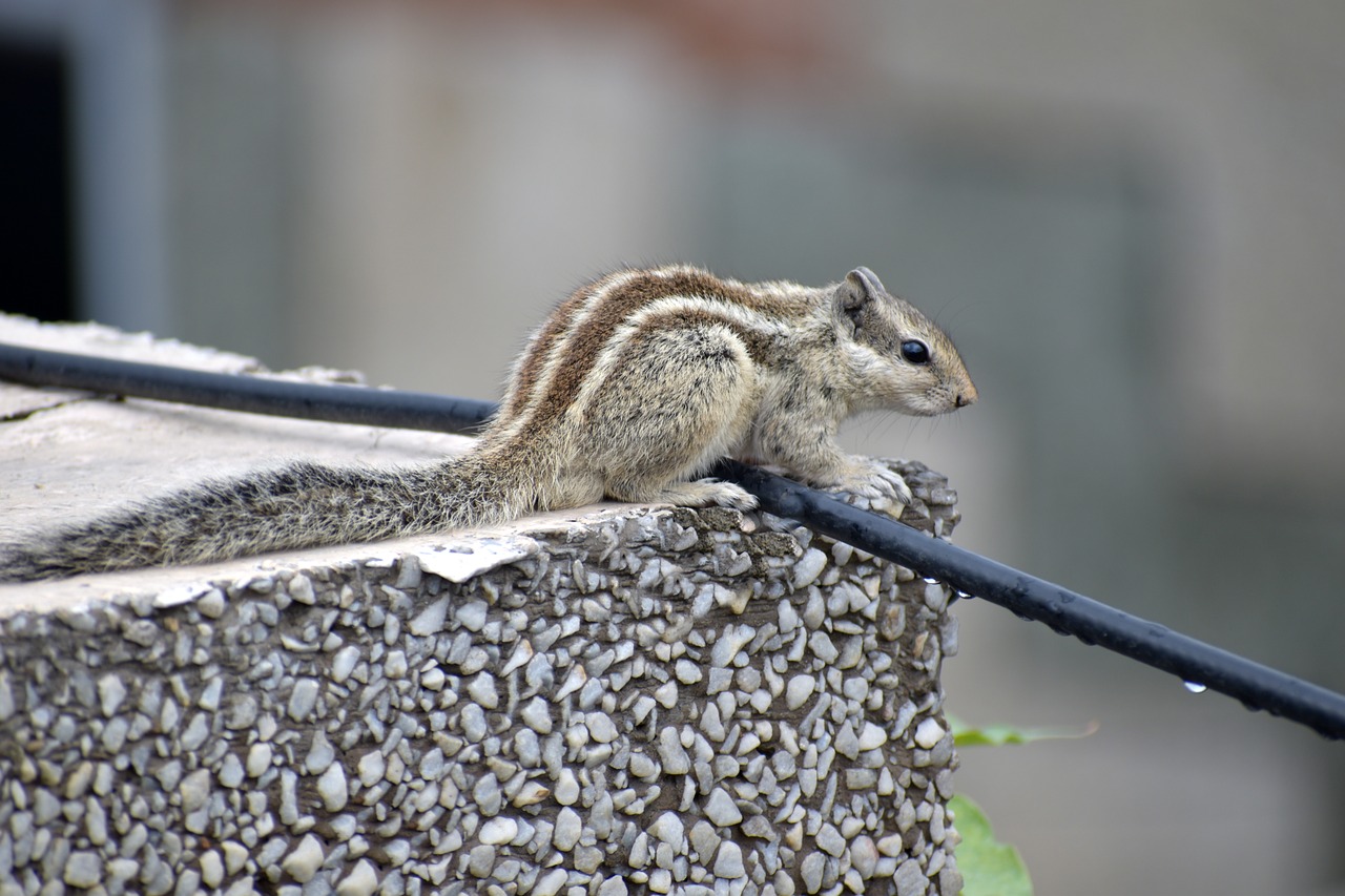 squirrel on the edge rodent free photo