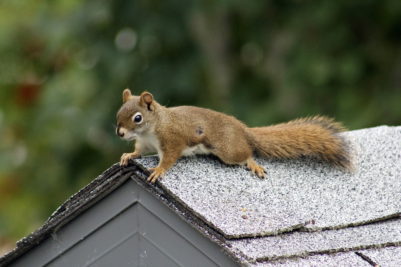 squirrel nature small free photo