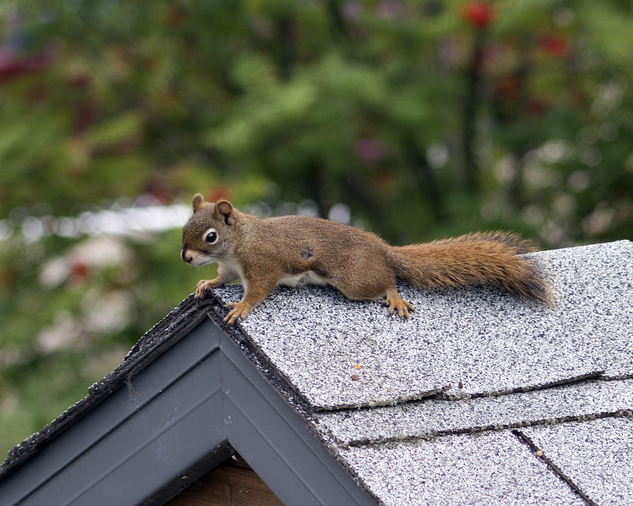 squirrel wildlife nature free photo