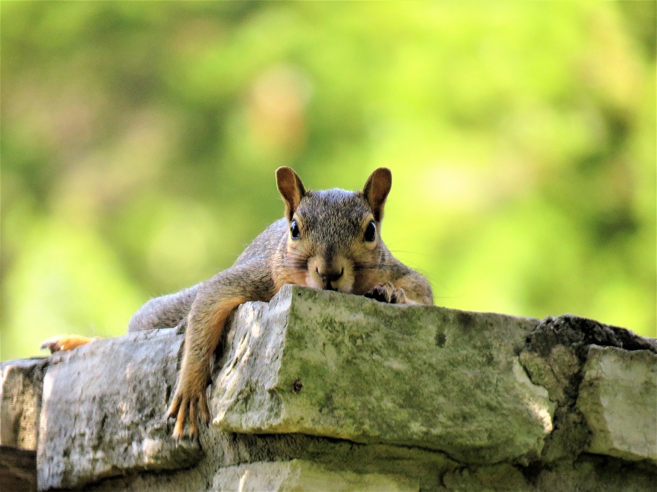 squirrel cute brown and gray free photo