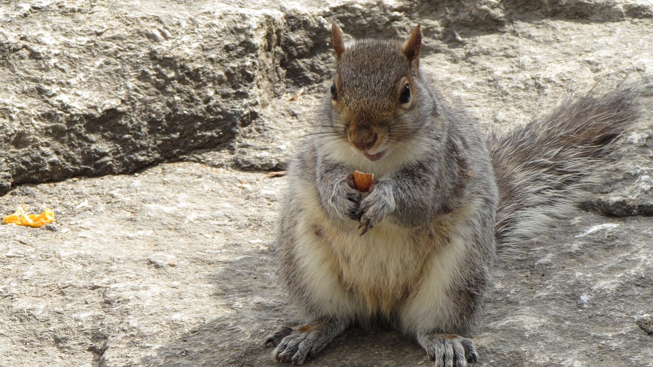 squirrel animal nature free photo