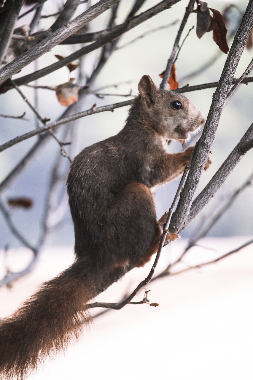 squirrel nature malaga free photo