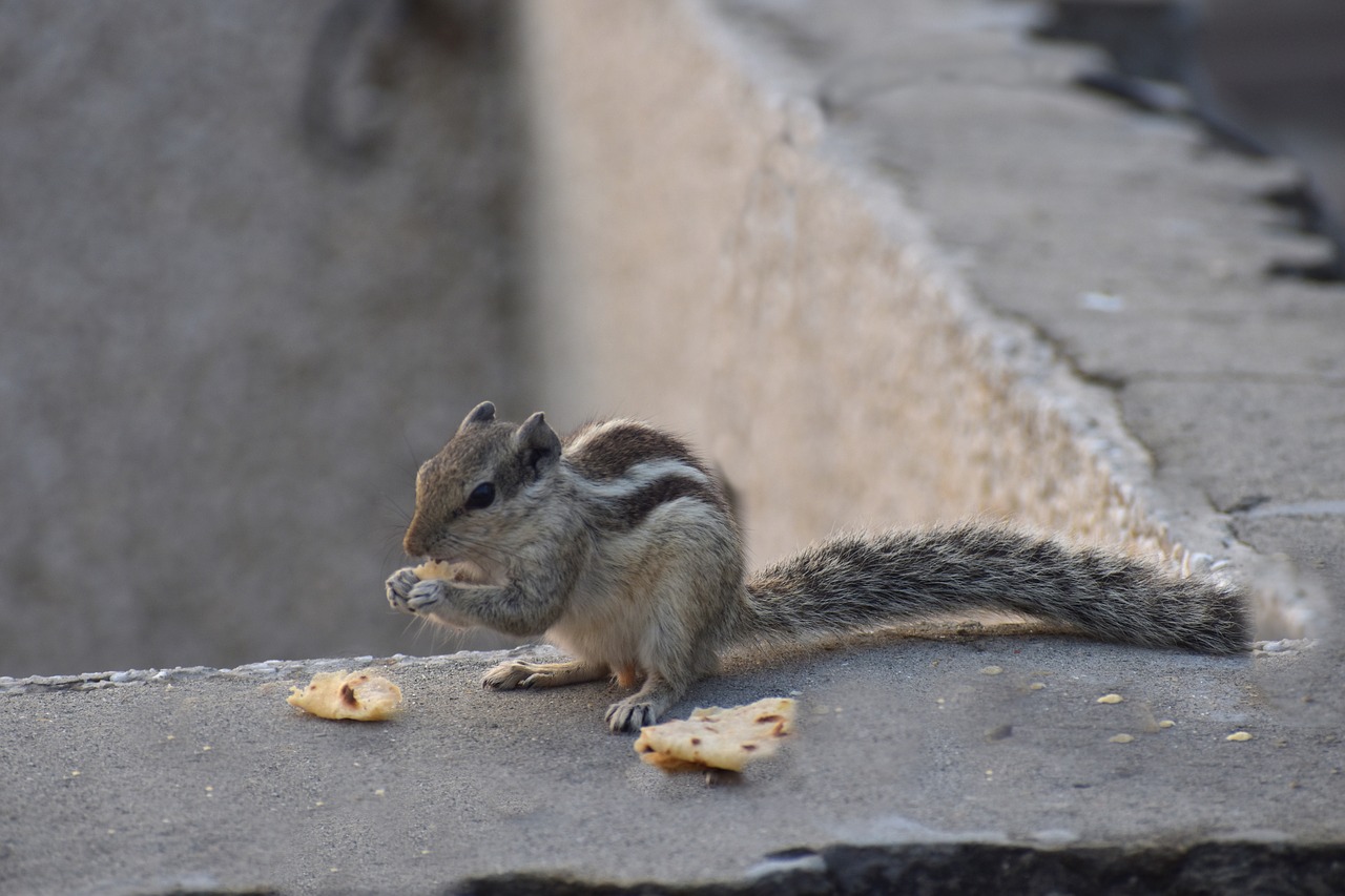squirrel eating bread free photo