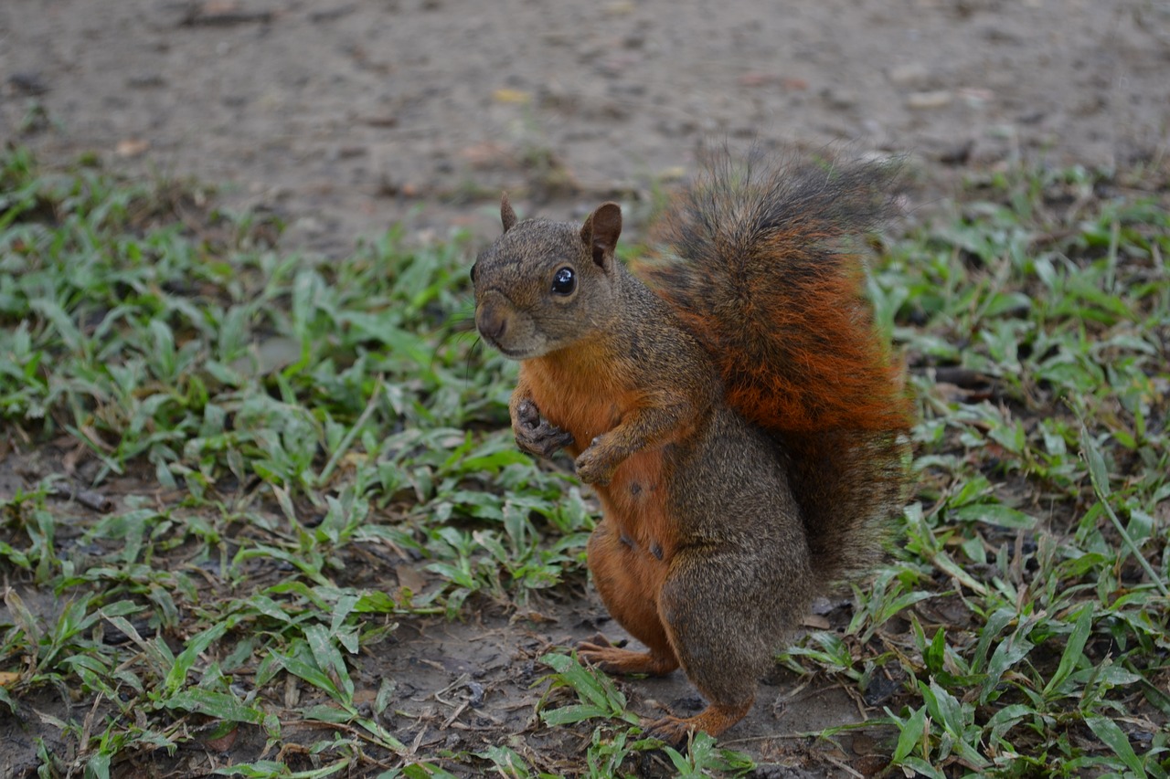 squirrel nature natural free photo