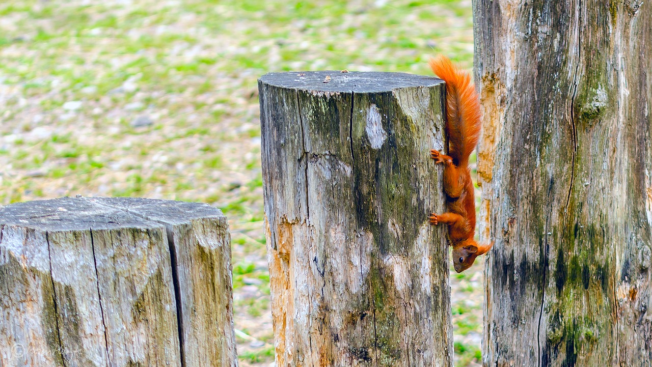 Tree tails. Белка на стволе дерева. Белка из дерева. Красный пень. Белока-красные картинки Ultrawide.