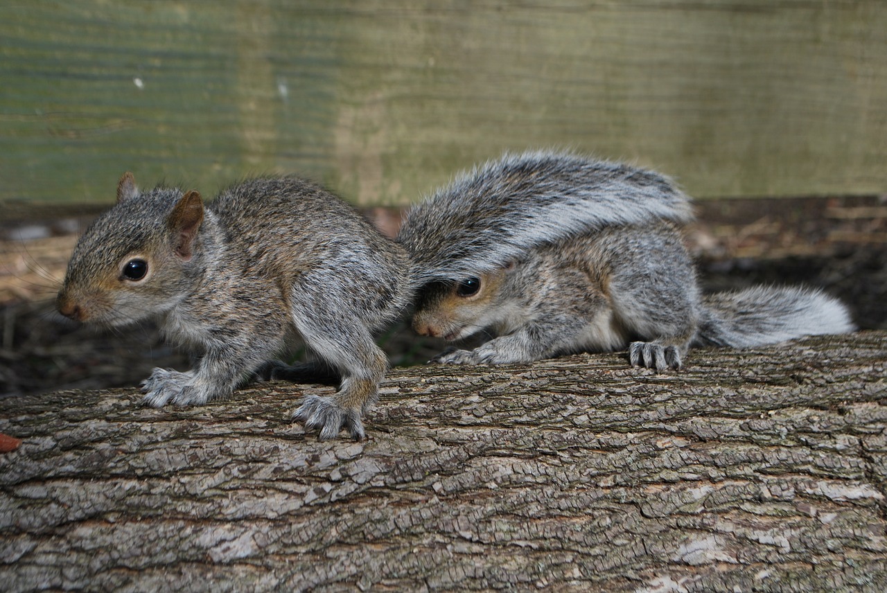 squirrel hiding squirrel cute free photo