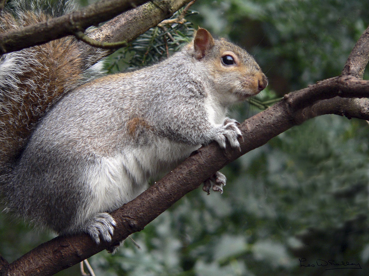 squirrel red wildlife free photo