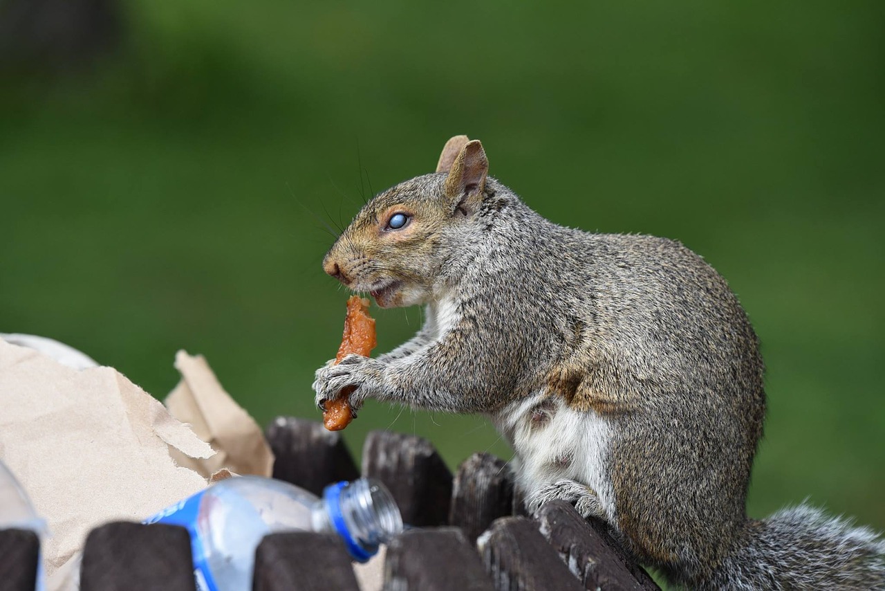 squirrel nature animal free photo