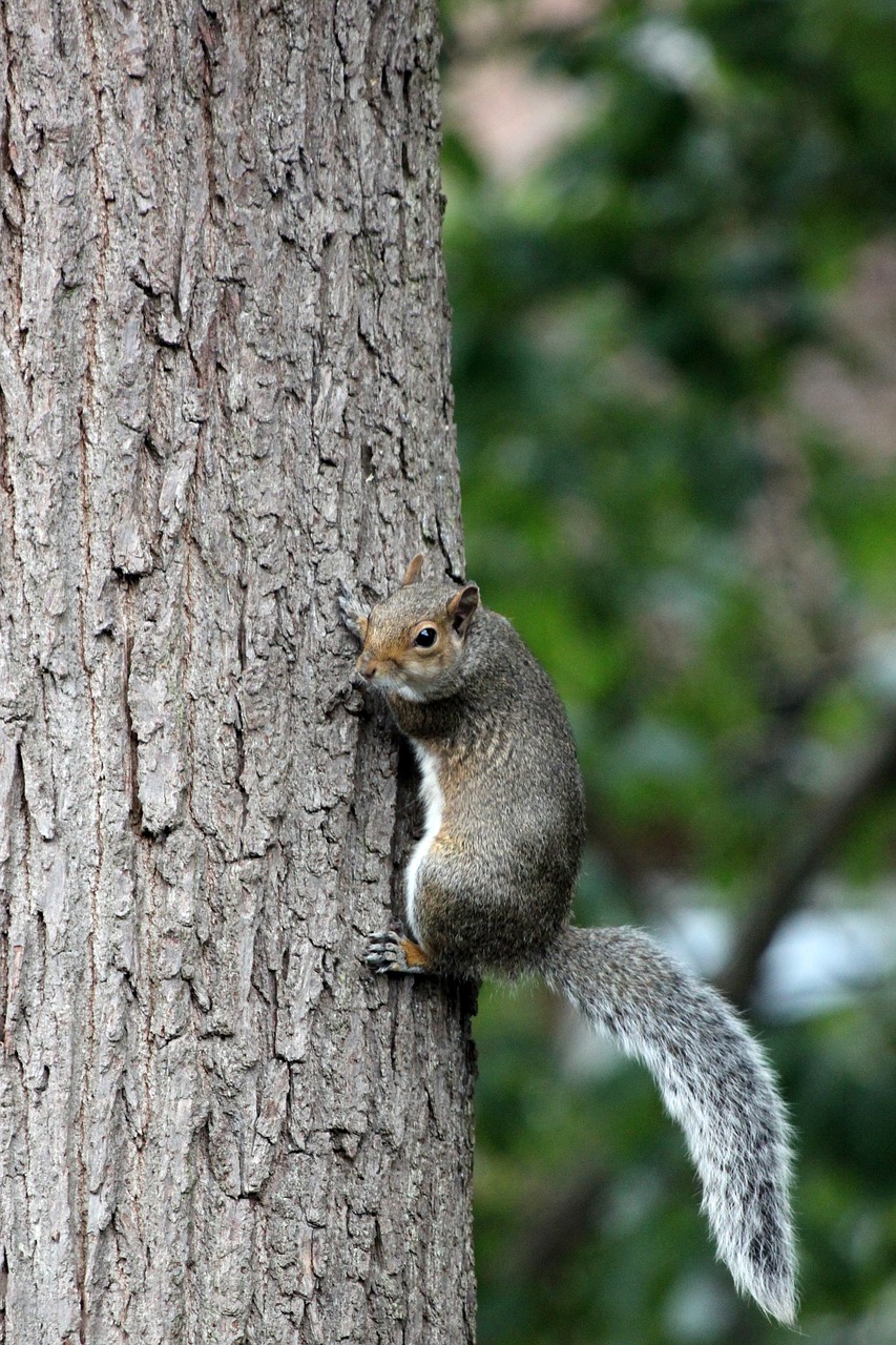 squirrel tree bark free photo