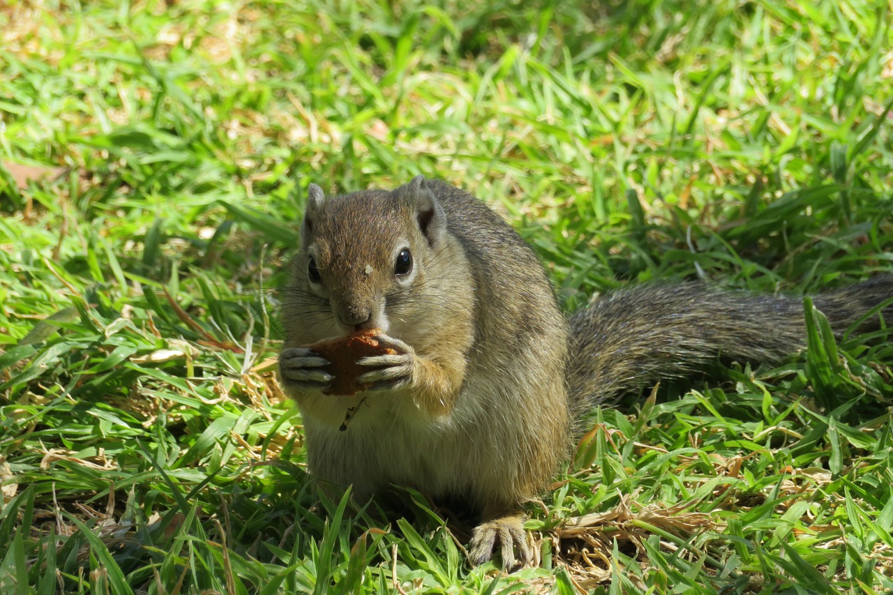 squirrel cute hazelnut free photo