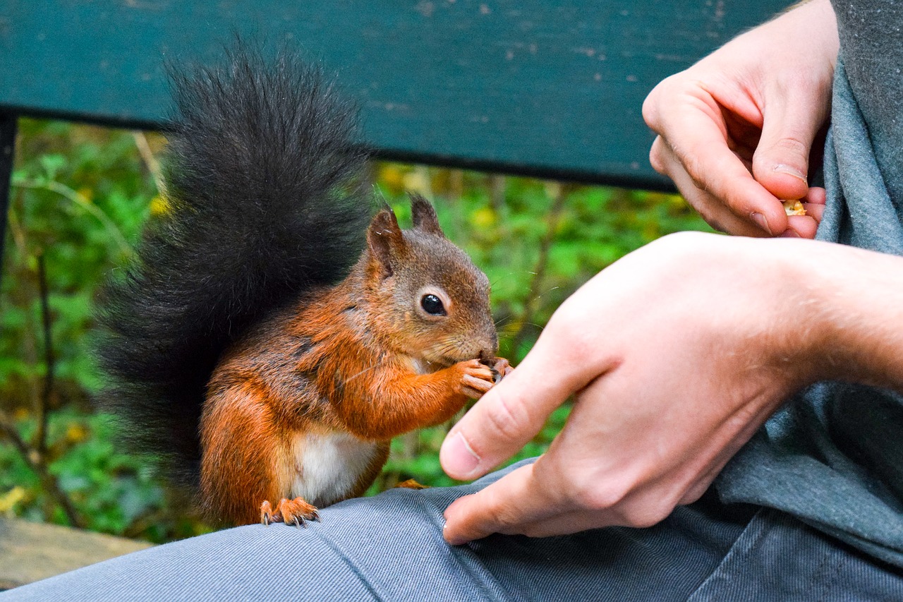 squirrel feed food free photo