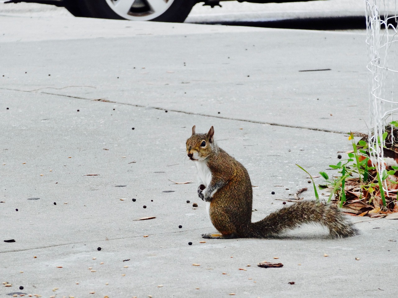 squirrel rodent animal free photo