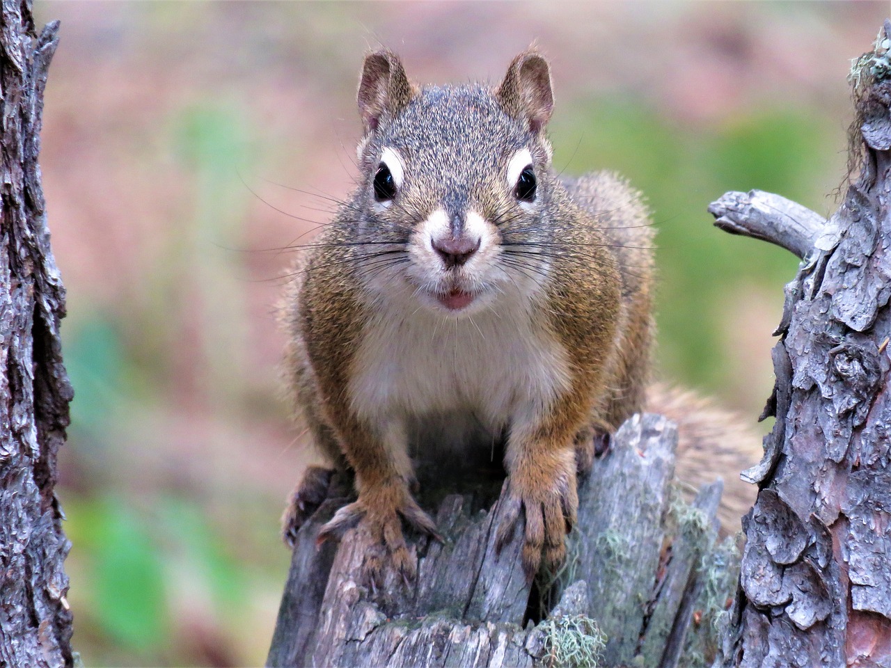 squirrel tree rodent free photo