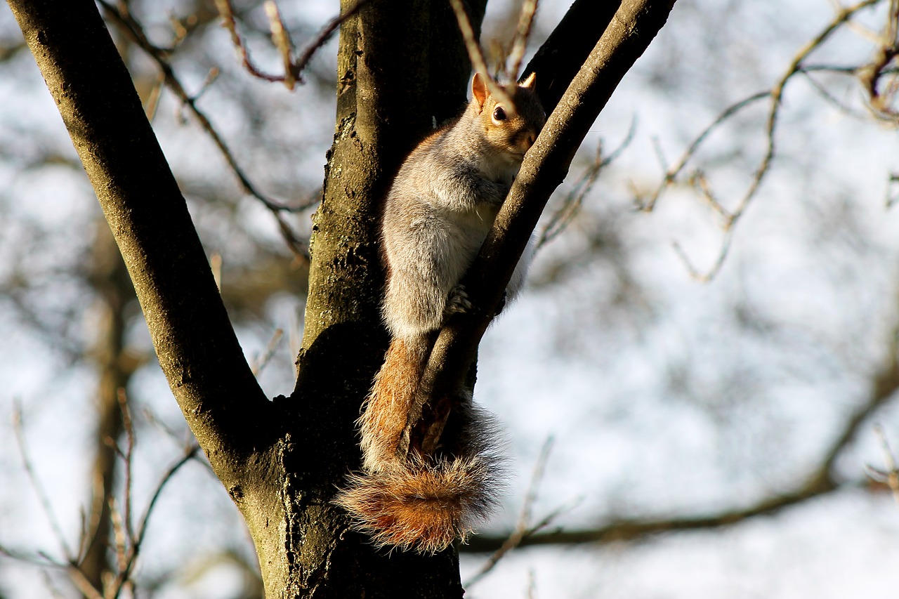 squirrel london park free photo