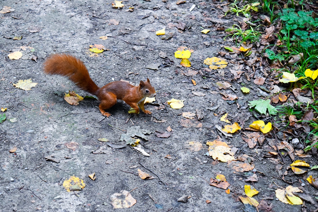 squirrel forest leaves free photo