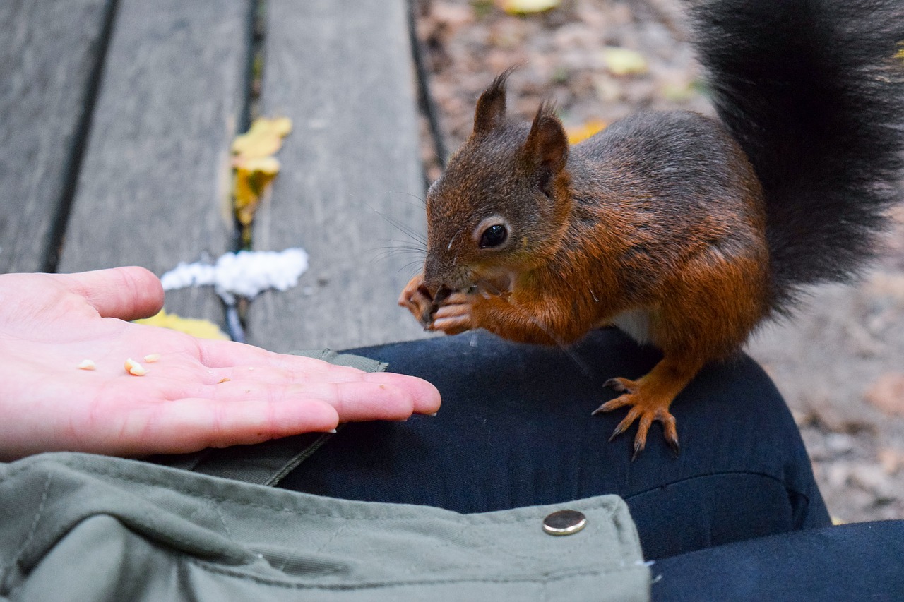 squirrel forest leaves free photo