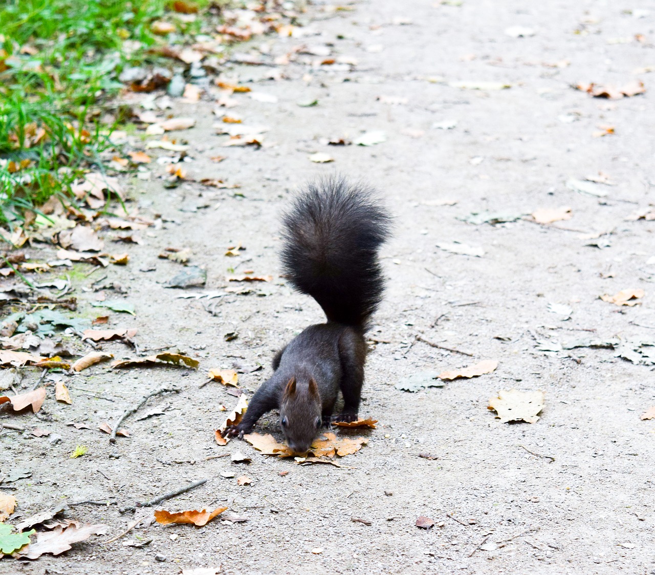 squirrel forest leaves free photo