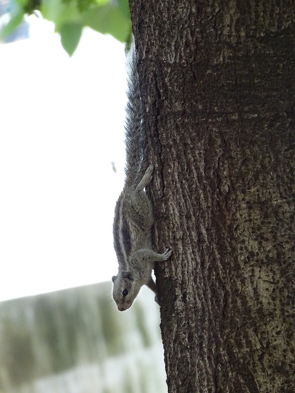 squirrel animal tree free photo