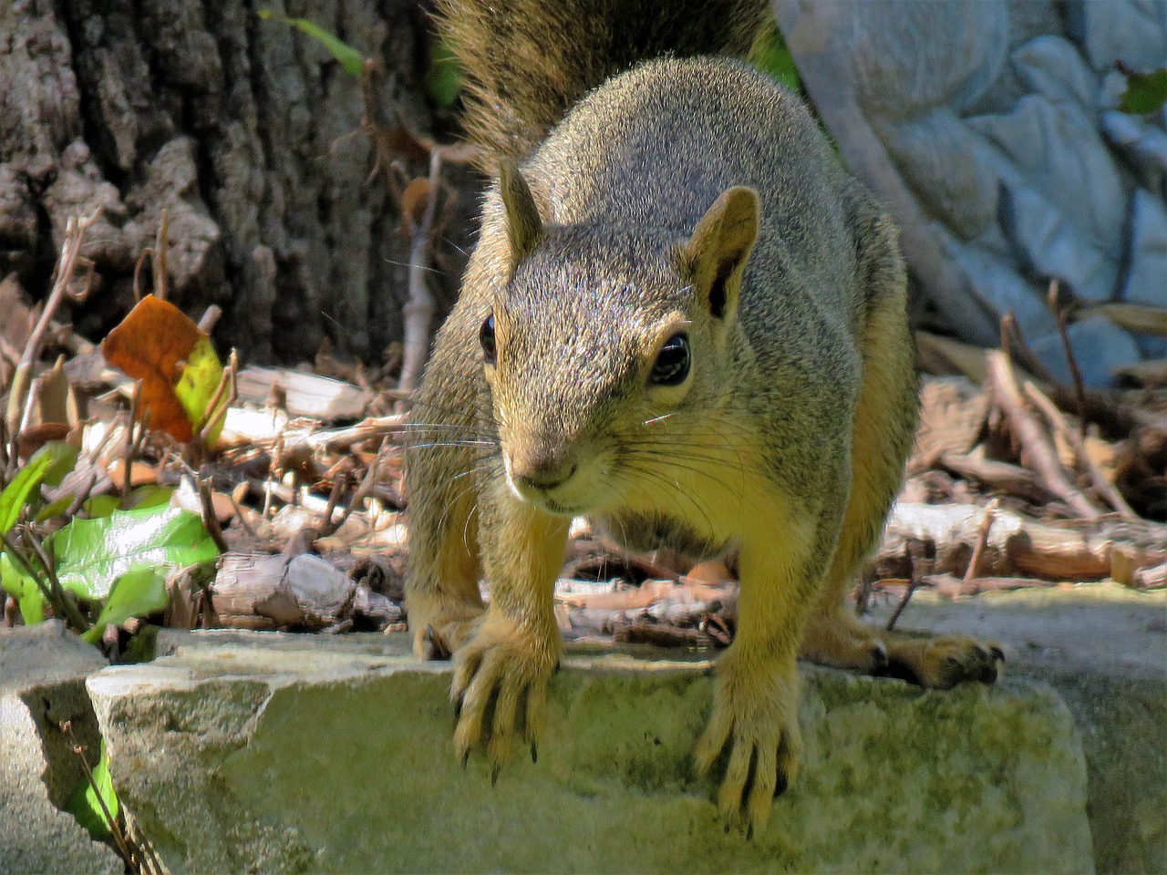 squirrel wildlife brown free photo