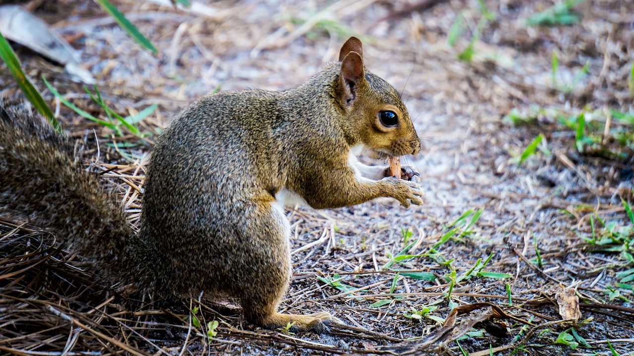 squirrel peanuts animal free photo