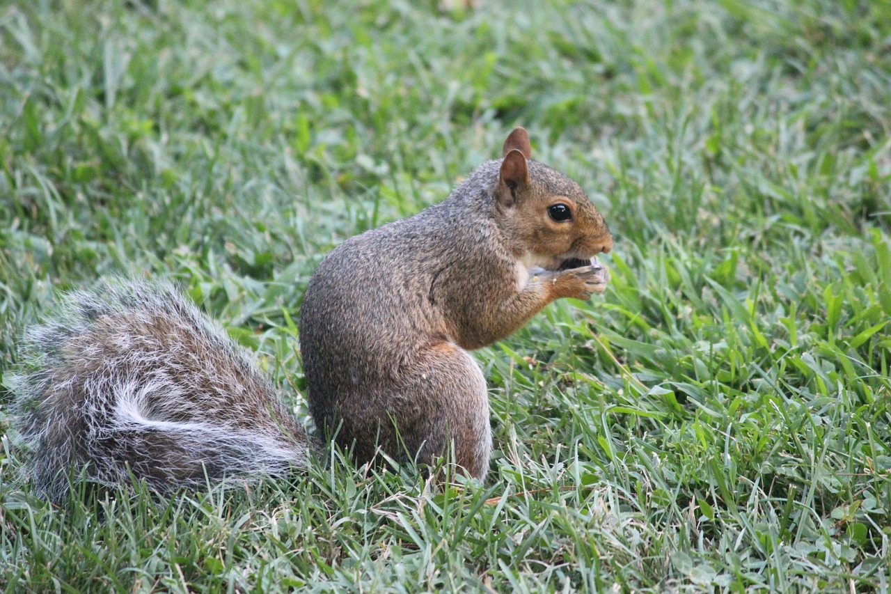 squirrel animal nature free photo