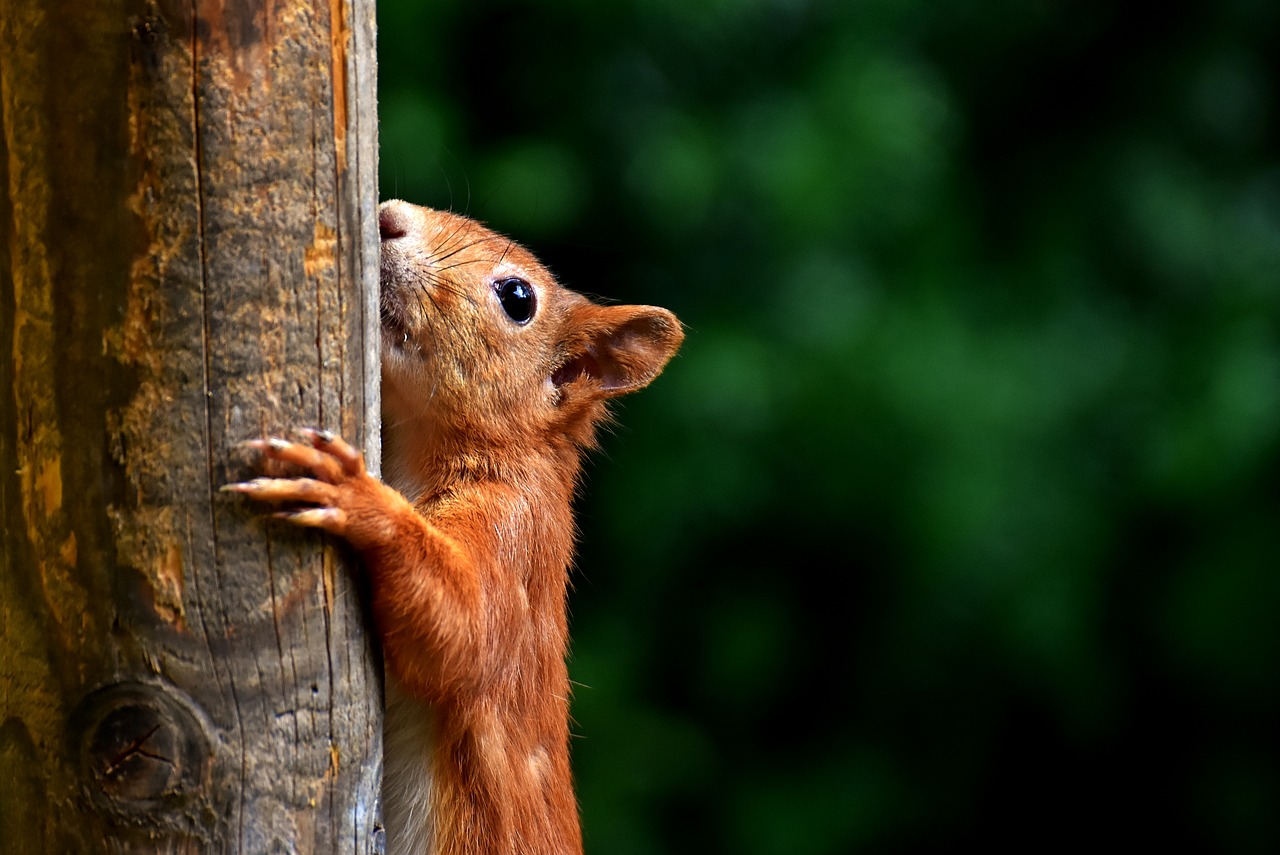 squirrel cute animal free photo