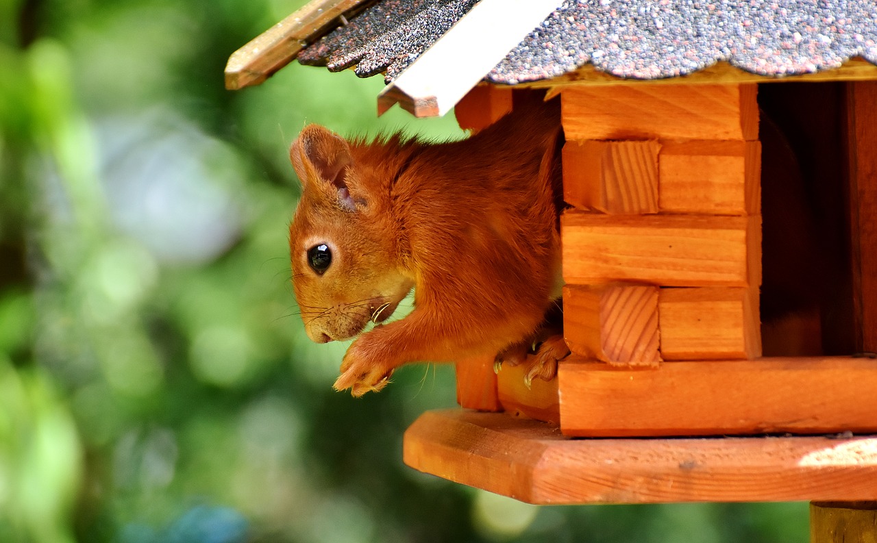 squirrel cute animal free photo