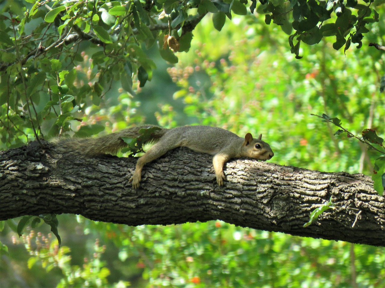 squirrel cute funny free photo